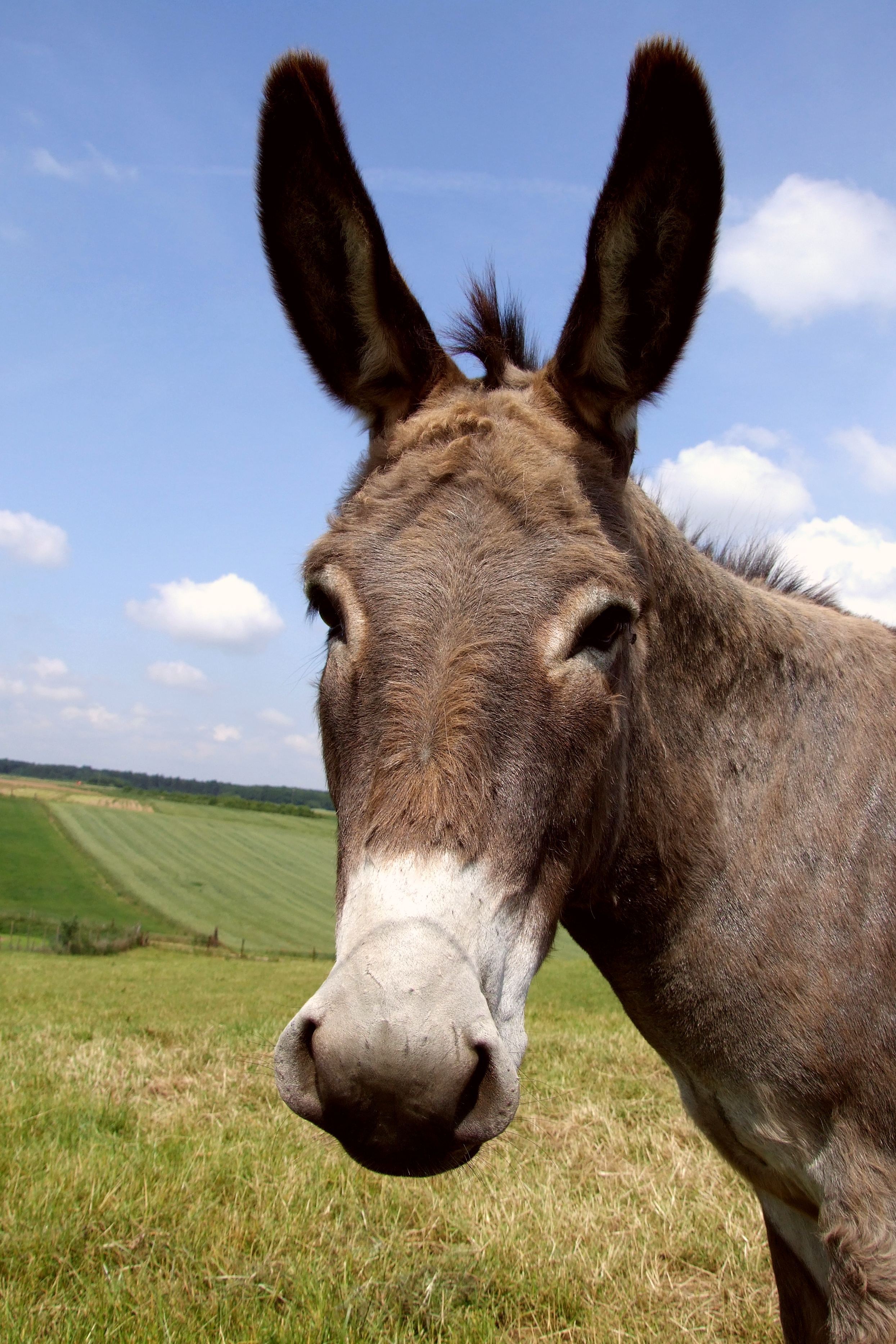 Donkey - Open Farm and Mini Zoo Ardmore Waterford