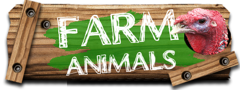 Farm Animals Open Farm
